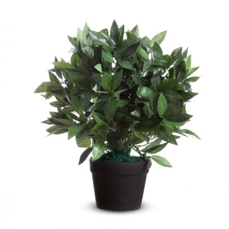 Pianta ornamentale lauro H 50cm Paperflow