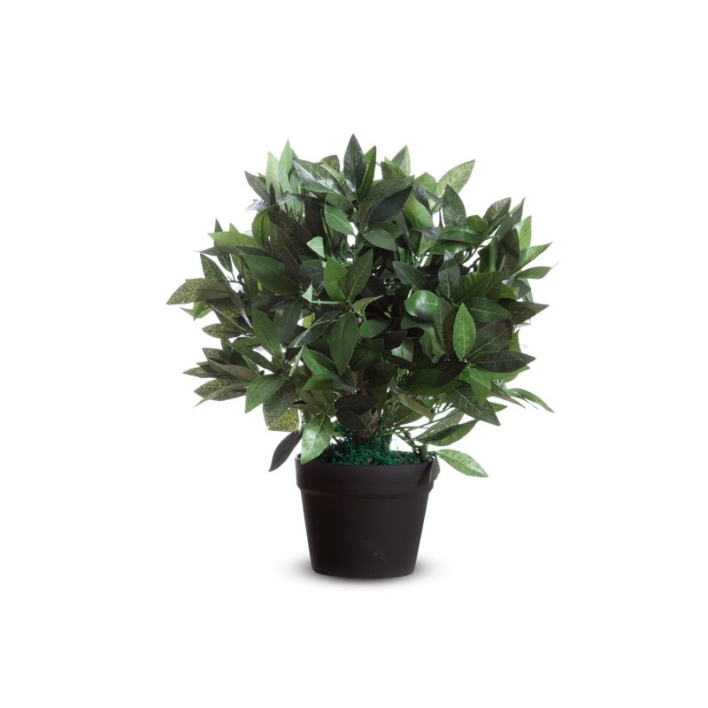 Pianta ornamentale lauro H 50cm Paperflow